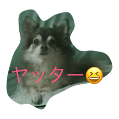 [LINEスタンプ] inukawaiinA！