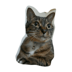 [LINEスタンプ] うふふねこーず