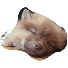 [LINEスタンプ] ぶさかわポメのもこちゃん
