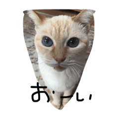 [LINEスタンプ] うちのしろねこちゃん