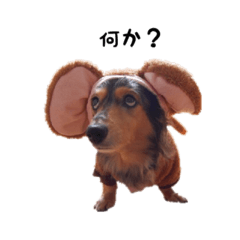 [LINEスタンプ] DACHS circle of friends 1