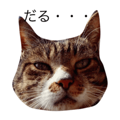 [LINEスタンプ] CAT stamp  Noel
