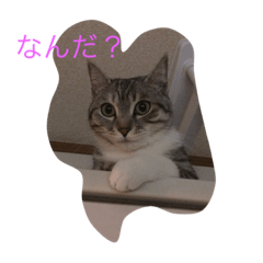 [LINEスタンプ] たまの日常