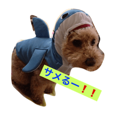 [LINEスタンプ] トイプードルのジルくん