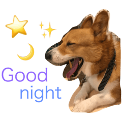 [LINEスタンプ] Corgi DOGs