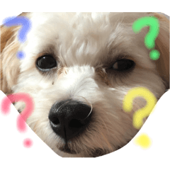 [LINEスタンプ] ククトトスタンプ