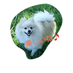 [LINEスタンプ] ポメラニアンちゃん