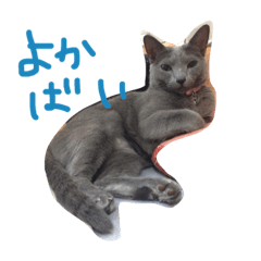 [LINEスタンプ] ねこのぐり福岡もんの画像（メイン）