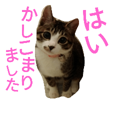[LINEスタンプ] かわいいニャンコ♡ジンくん