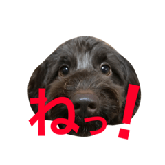 [LINEスタンプ] リュカち！