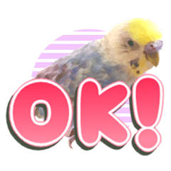 [LINEスタンプ] インコのぴーちゃんスタンプ