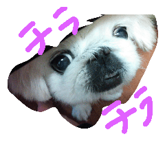 [LINEスタンプ] ペキニーズ 姫