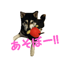 [LINEスタンプ] 黒柴 りん♪