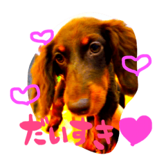 [LINEスタンプ] エルといっしょ【ミニチュアダックス】