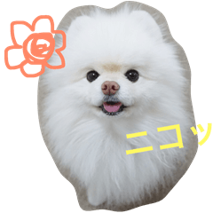 [LINEスタンプ] ポメラニアン雪丸