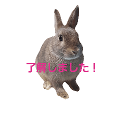 [LINEスタンプ] ごきげんうさぎのジュエラくん