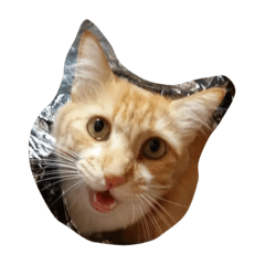 [LINEスタンプ] にゃー時々るなくま