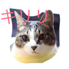 [LINEスタンプ] ぴんのつぶやき