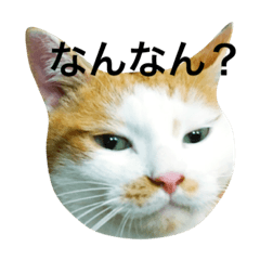 [LINEスタンプ] はちわれ猫の力丸さん