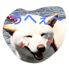 [LINEスタンプ] 柴犬バニラくん
