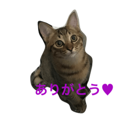 [LINEスタンプ] きじとらニャンコのruibaro