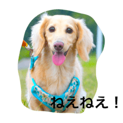 [LINEスタンプ] cooper cooper