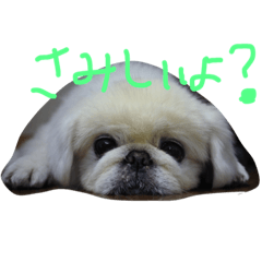 [LINEスタンプ] ペキニーズパラダイス