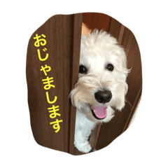 [LINEスタンプ] シュナプー JERRY 2