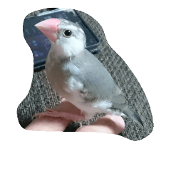[LINEスタンプ] bird tiro