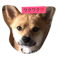 [LINEスタンプ] わんこのつぶやき 僕、テリー