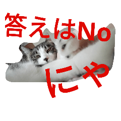 [LINEスタンプ] 姉妹ニャンズのスタンプにゃ