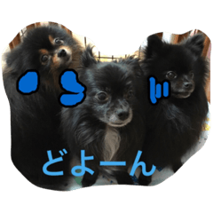 [LINEスタンプ] ウチのワンコ家族