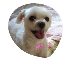 [LINEスタンプ] カワイイ ワンちゃん