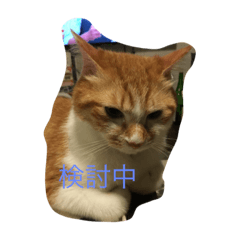 [LINEスタンプ] 吾輩はニャンコ（家猫リコピンの日常）