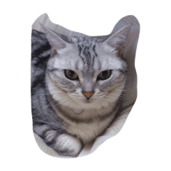 [LINEスタンプ] 可愛い猫ちゃん達の集まりです