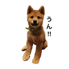 [LINEスタンプ] チクワ犬