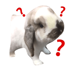 [LINEスタンプ] うさぎのちむ