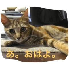 [LINEスタンプ] きなこの毎日