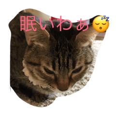 [LINEスタンプ] 猫だぁ！