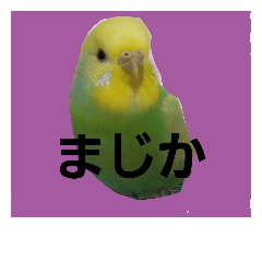 [LINEスタンプ] インコと犬