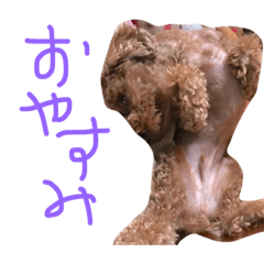 [LINEスタンプ] サニーの日常