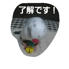 [LINEスタンプ] bird tiro2