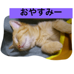 [LINEスタンプ] アメショの日常