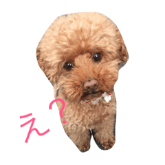 [LINEスタンプ] ぷーちゃんとトトちゃん