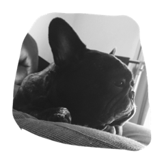 [LINEスタンプ] phantom of frenchbulldog