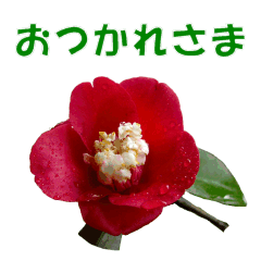 [LINEスタンプ] 花を添えて