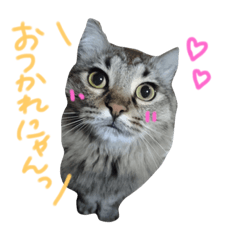 [LINEスタンプ] 我が家の猫たち！