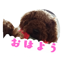 [LINEスタンプ] トイプーちゃんの気持ち