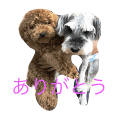[LINEスタンプ] おーちゃんとしょこ