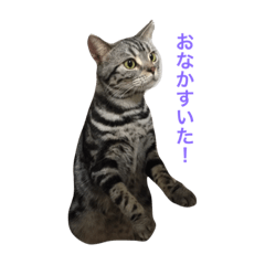 [LINEスタンプ] せろりスタンプ2